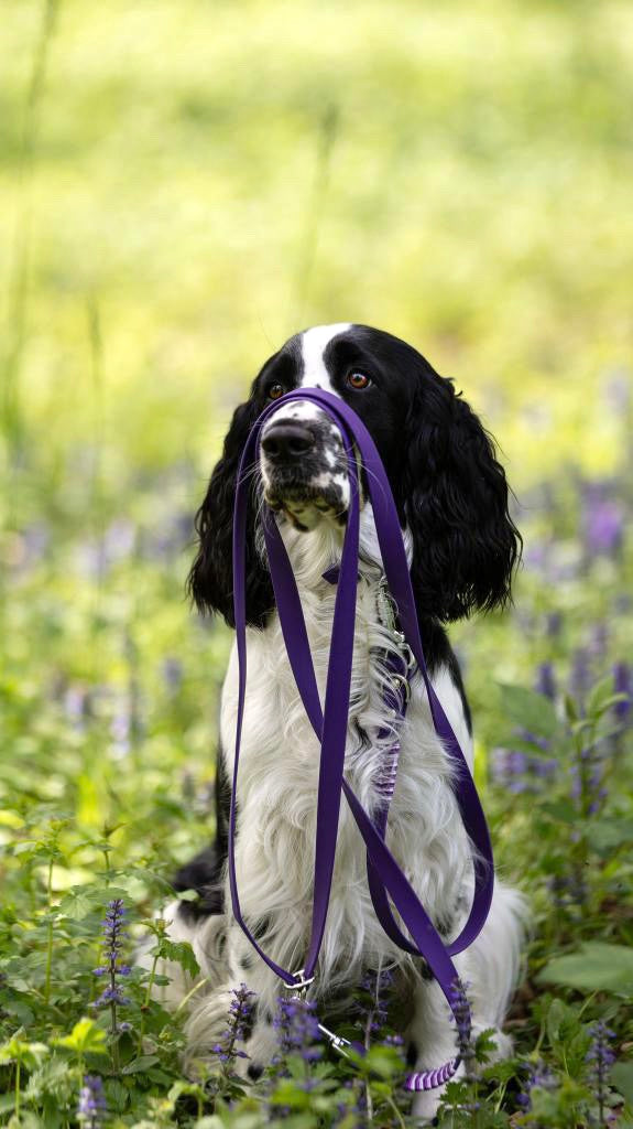 Wildberry‘s Fliedertraum