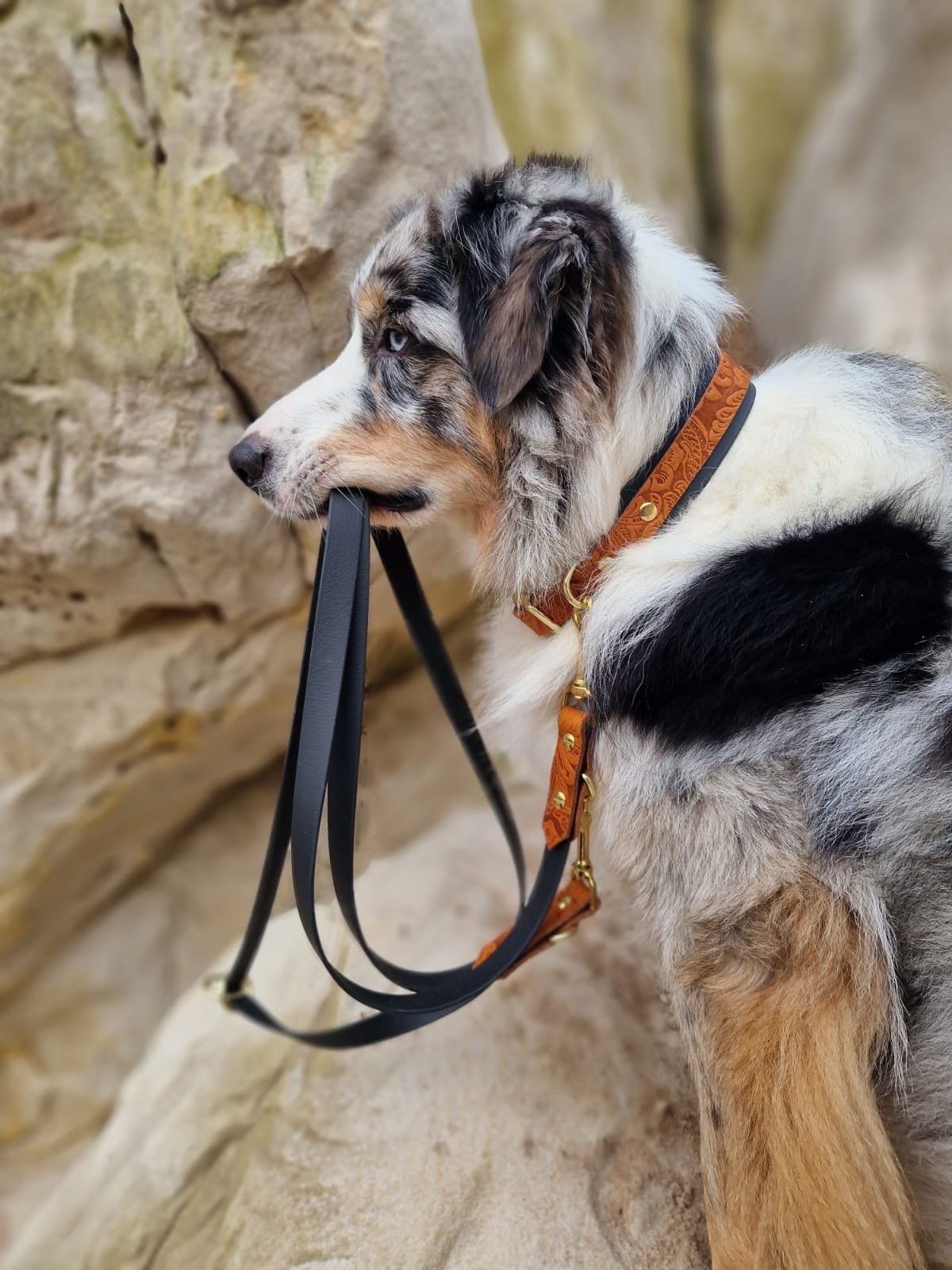 Fettleder/Biothane Set "Elegant"