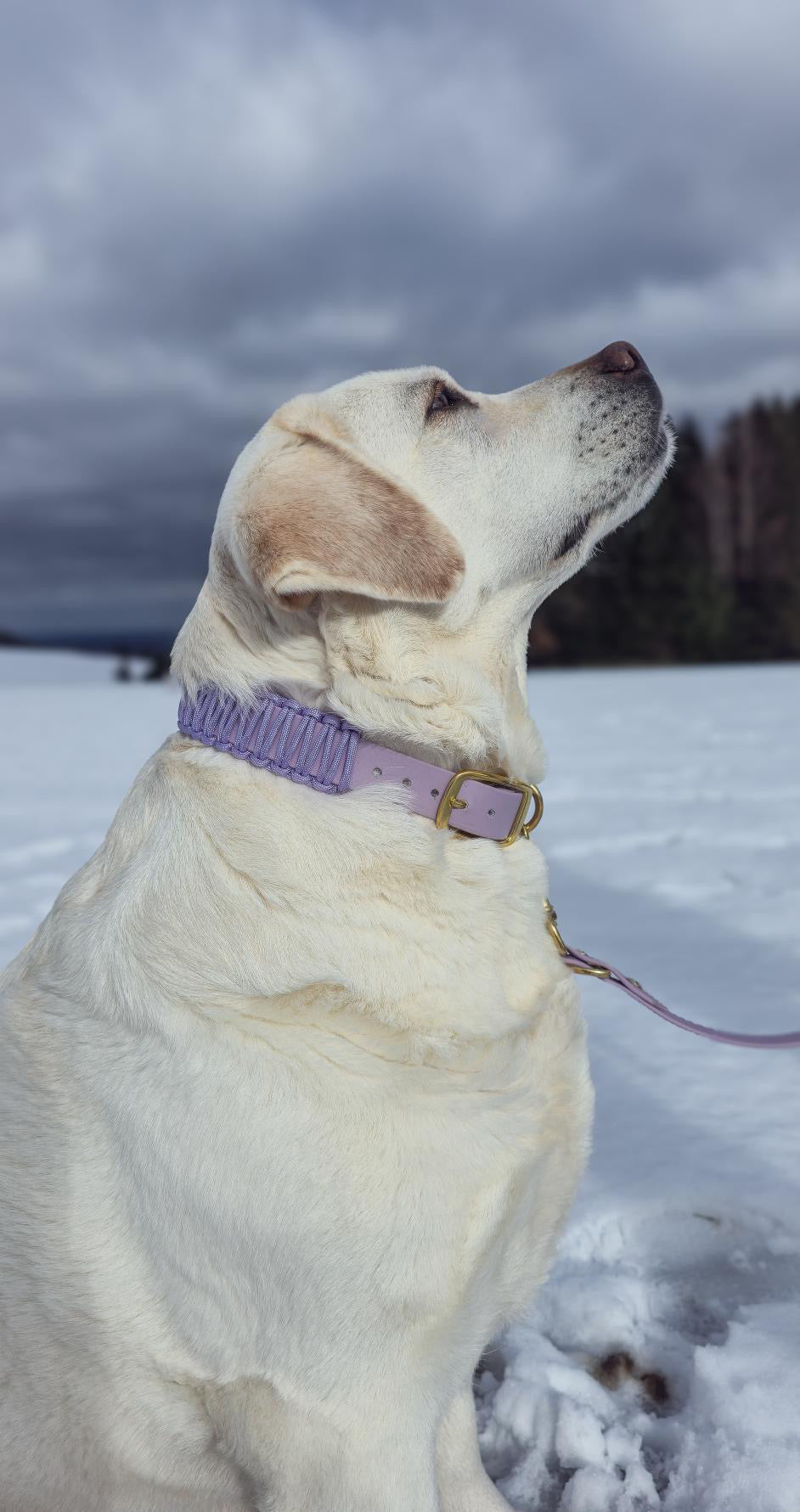 Diona´s Lavendeltraum