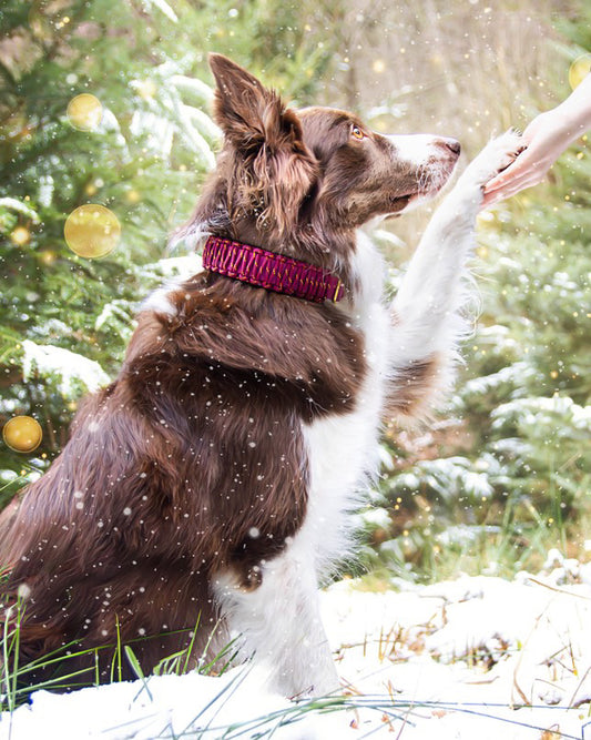 Biothane Halsband mit Paracord