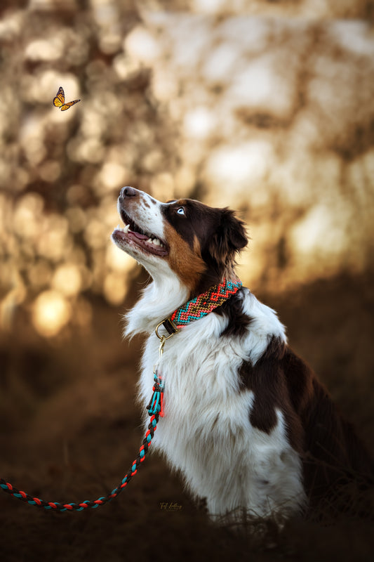 Halsband „Charly“