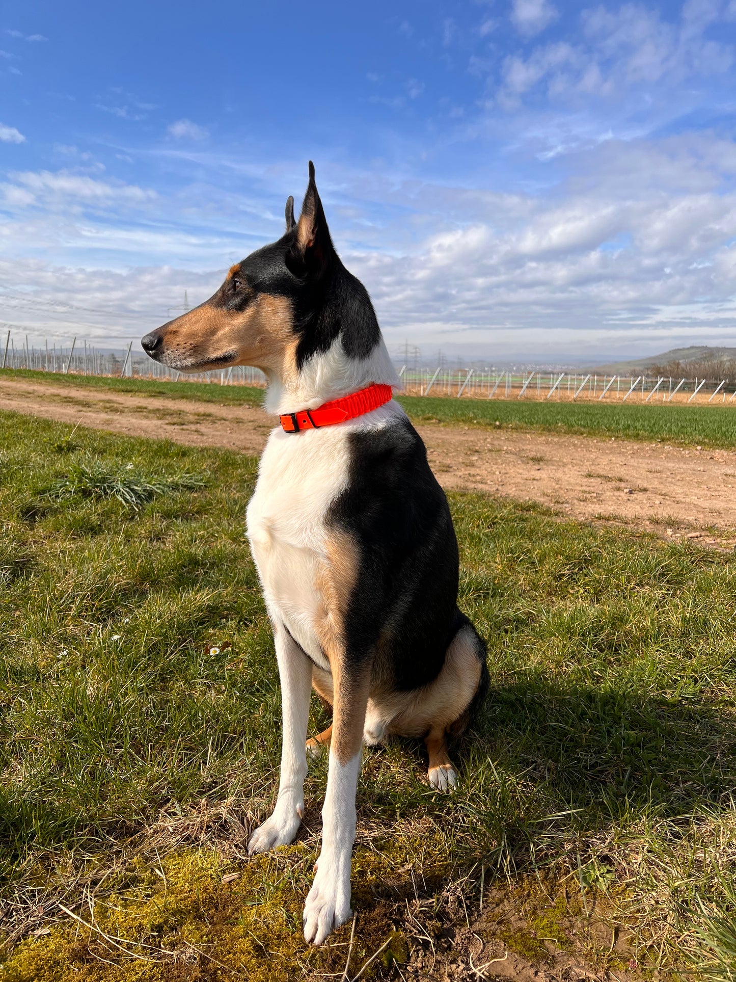 Biothane Halsband mit Paracord