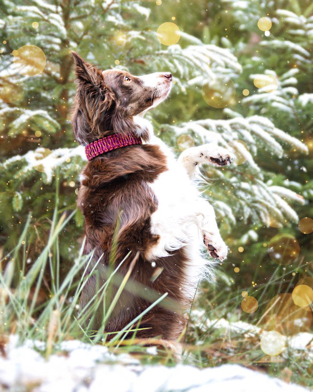 Biothane Halsband mit Paracord