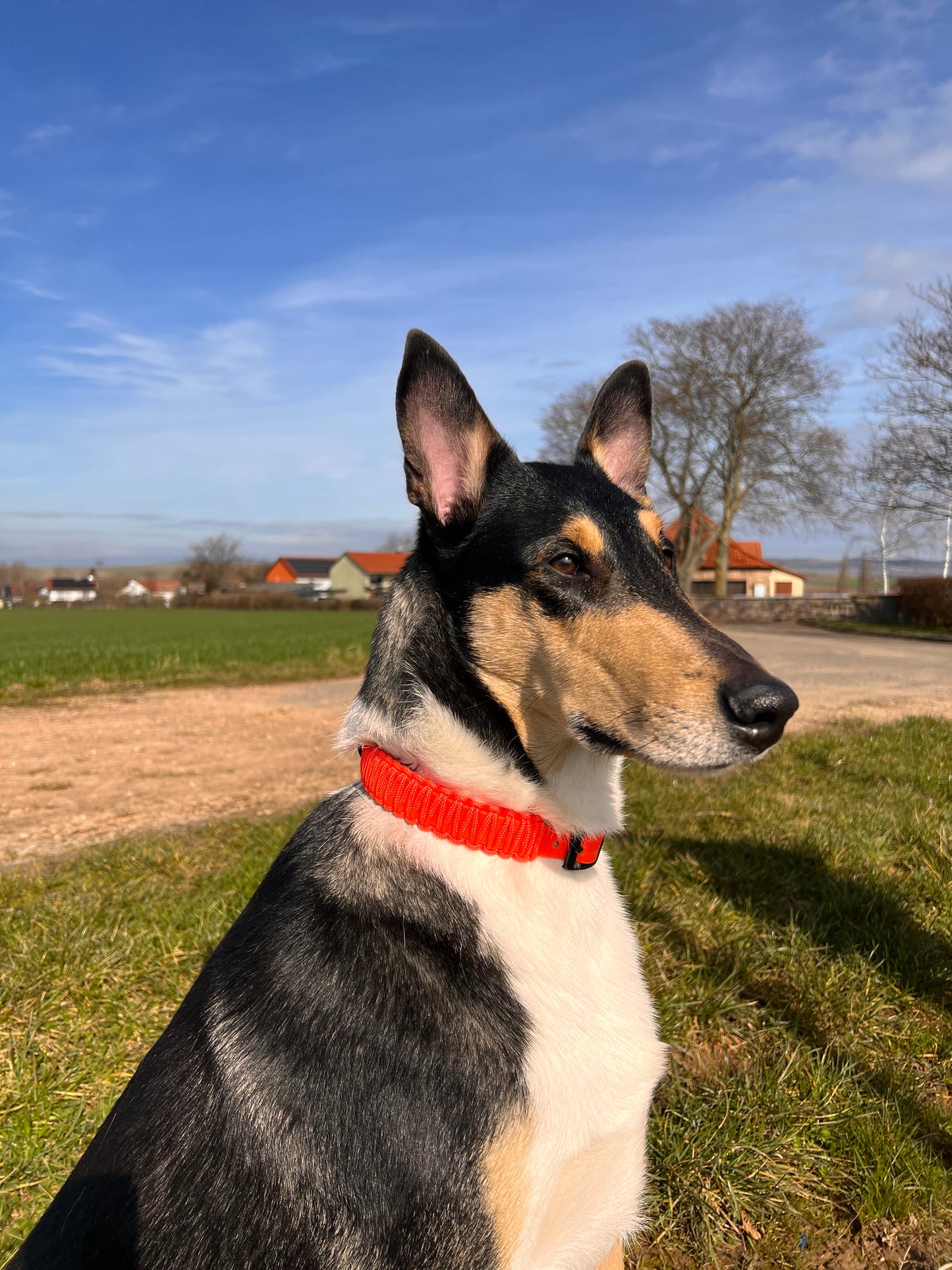 Biothane Halsband mit Paracord