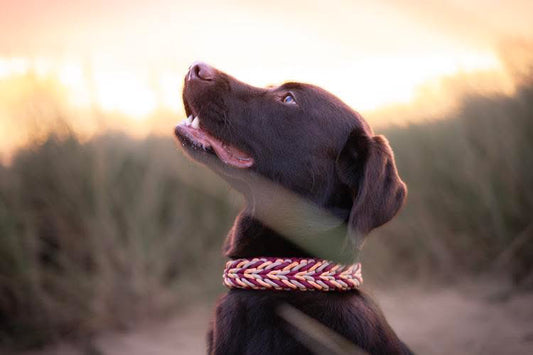 Halsband „Monty“