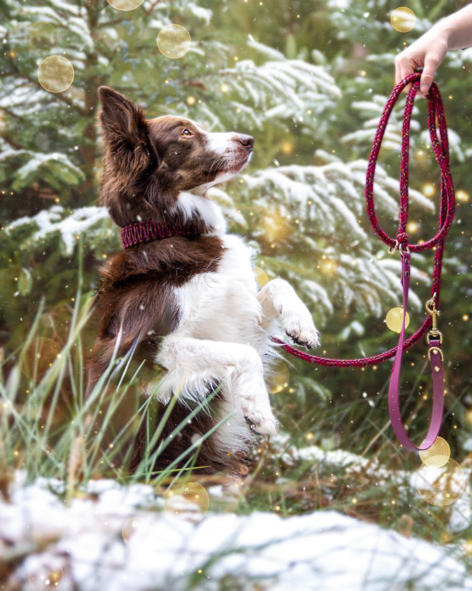 Biothane Halsband mit Paracord