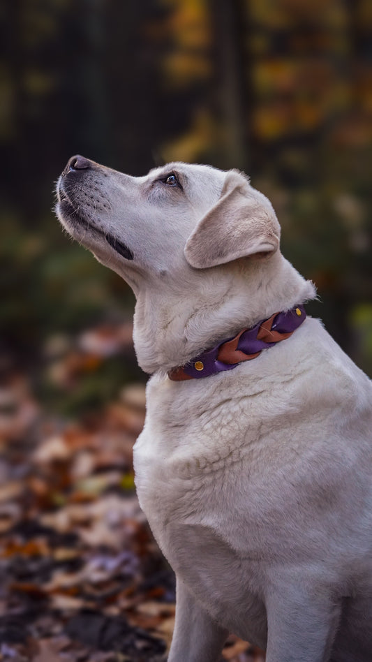 Biothane – Stilvoll, robust & wetterfest