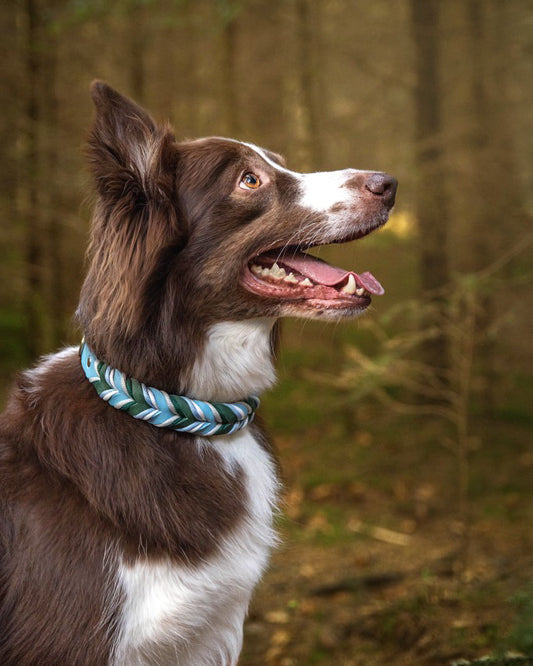 Gino‘s Winter Forest