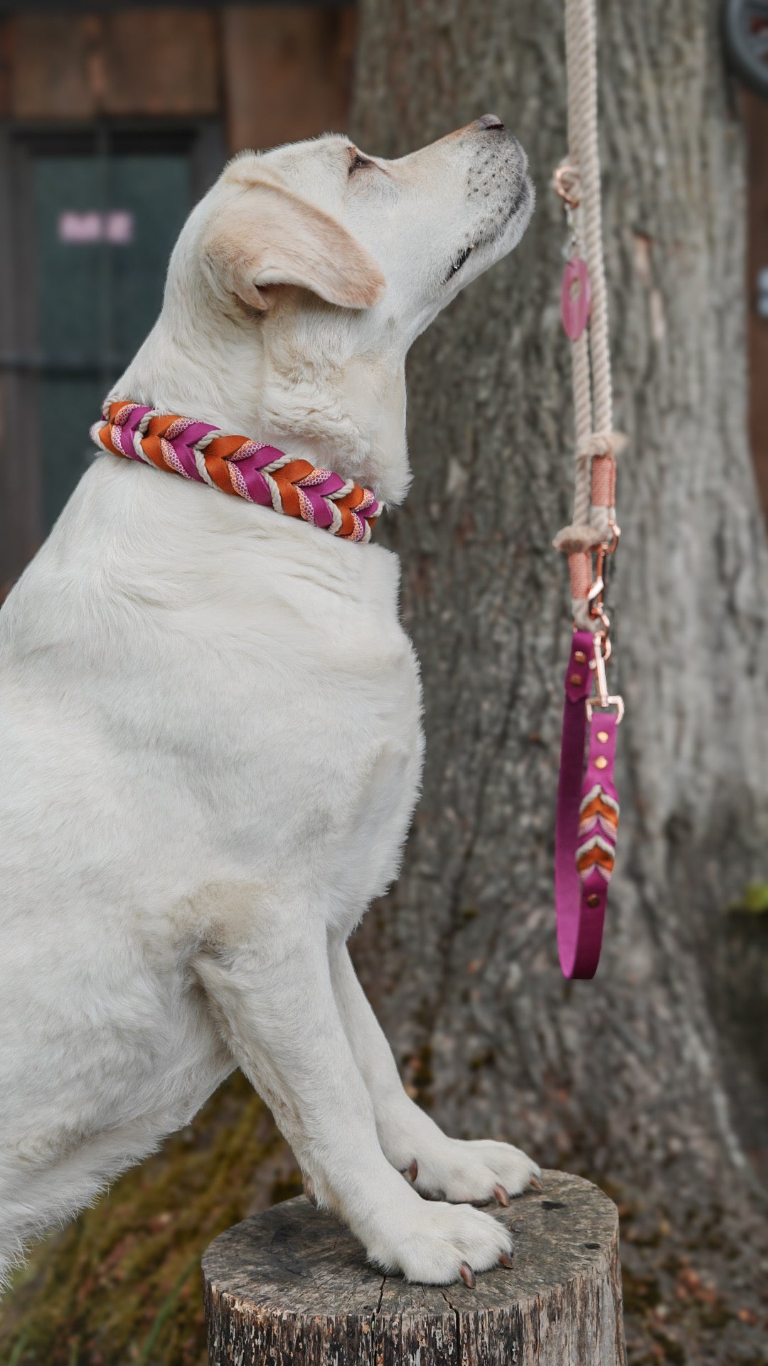 Diona´s Wildberry Sprizz