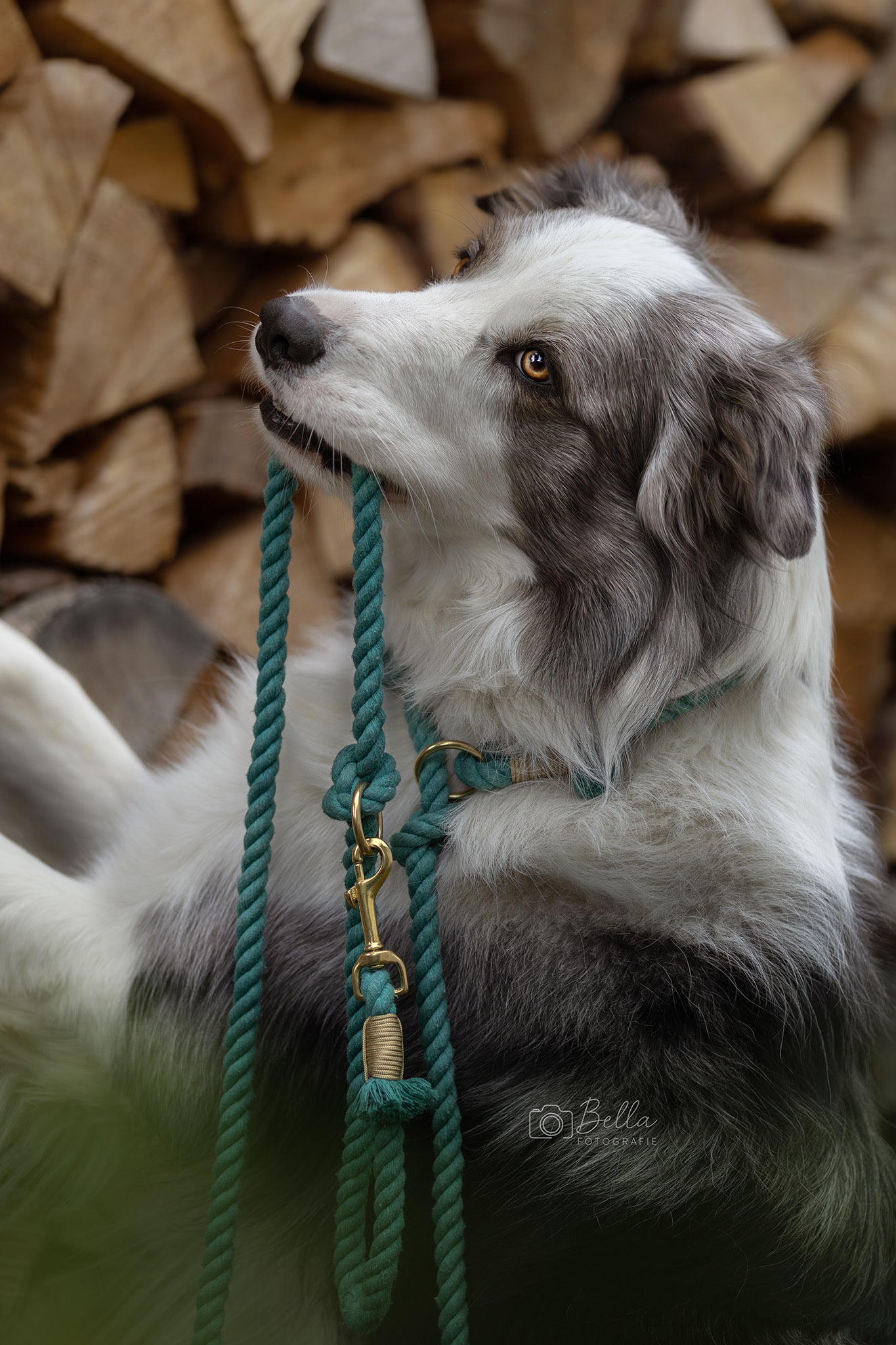 Retrieverleine 2 in 1