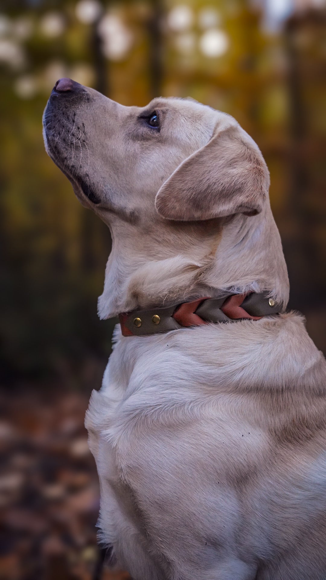 Biothane – Stilvoll, robust & wetterfest